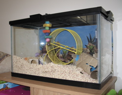 a 10-gallon tank