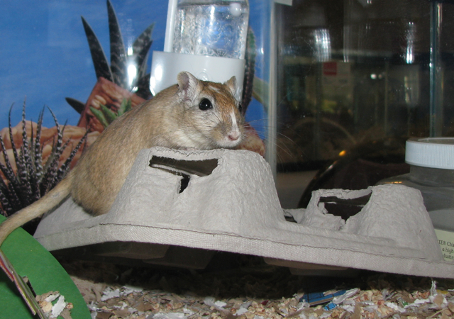 Sebastian the gerbil with a drink holder