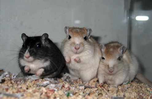 Three Gerbils from Double Star Kennel