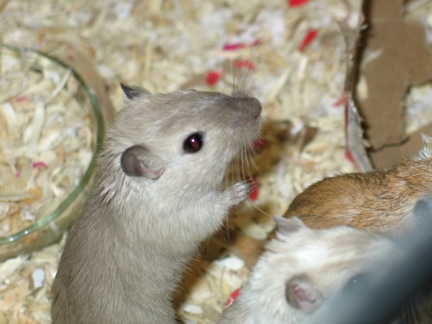 A Siamese gerbil from Pocafiki gerbils