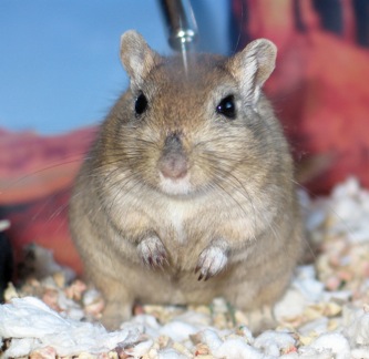 Buster the nutmeg gerbil