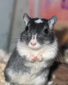 Toby the lightly mottled black gerbil