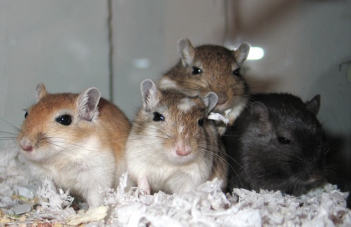 Herman's brothers at Double Star Gerbils