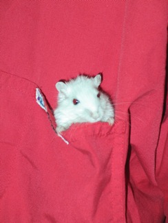 A gerbil peers out of a shirt pocket