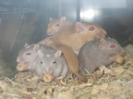 Cheerios for Pocafiki Gerbils