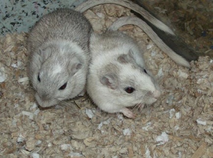 Anna and Valor the gerbils