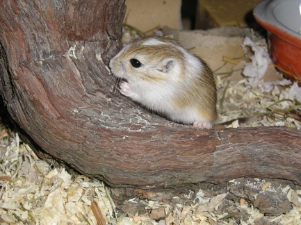 Cleopatre the gerbil