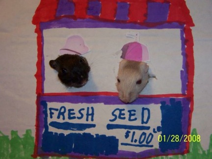 Oreo and Gidget the gerbils