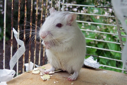 Poppy the gerbil