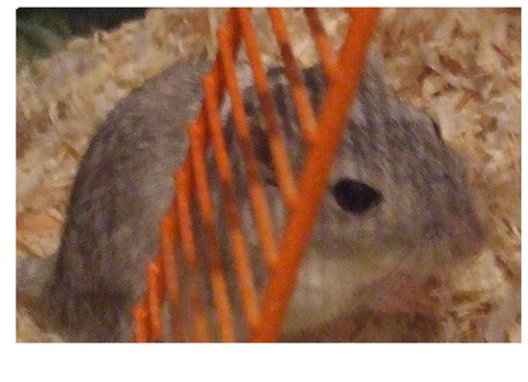 Pearl the gerbil