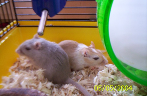 Sasha and Sprinkles the gerbils