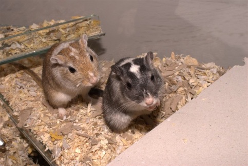 Lorne Spicer and
	Jonty the gerbils