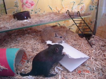 Inky and Spice the gerbils