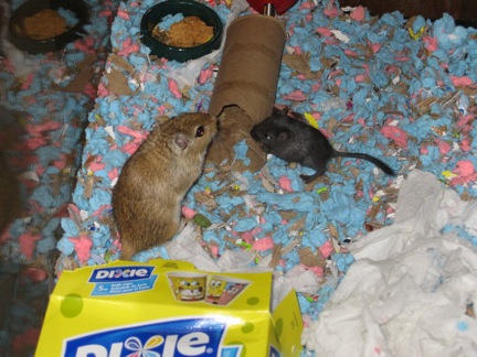 Spice and Pepper the gerbils