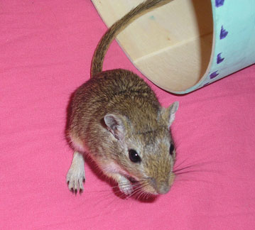 Muffin the gerbil