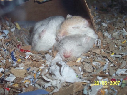 Nayru, Azura, and Cyrodiil the gerbils