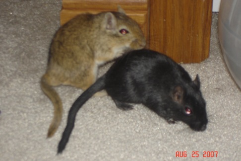 Ginger and Pepper the gerbils