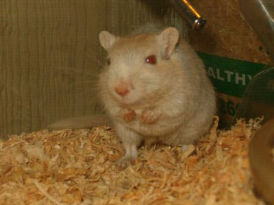 Snowball the gerbil