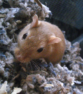 Elizabeth's gerbil