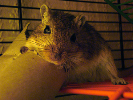 Boris the gerbil