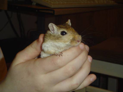 Jingles the gerbil