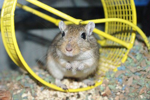 Kate’s agouti gerbil