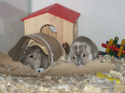 Tucker and Rocky the gerbils