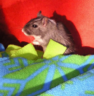 Delila the gerbil