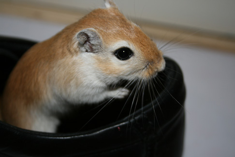 Kazooie the gerbil