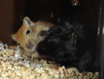 Two gerbils greet each other.
