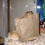 Buster and Herman play with a brown paper lunch sack.