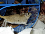 Pippi the gerbil loves running in her exercise wheel.